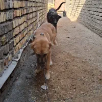 واگذاری توله دهن پاک|سگ|قنوات, |دیوار