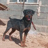 سگ روتوایلر ماده|سگ|شیراز, شهرک ولیعصر|دیوار