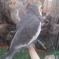 یک جفت عروس هلندی