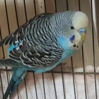 مرغ عشق انگلیسی نر|پرنده|تهران, انبار نفت|دیوار