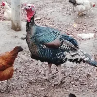 بوقلمون نر بالغ