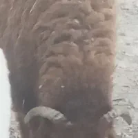 شیشک