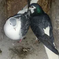 کفتر آلمانی و نقش