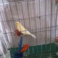 قناری ماده جفت نخورده