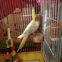 طوطی عروس هلندی دوکت|پرنده|بابل, |دیوار