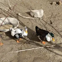 اردک گوشتی|حیوانات مزرعه|تکاب, |دیوار