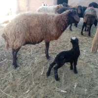 میش زاییده با بره نر