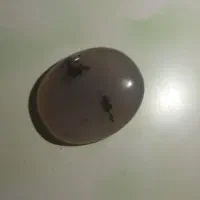 سنگ شجر