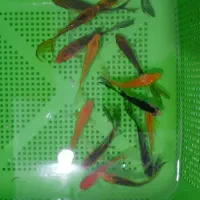 ماهی کوی|ماهی|مشهد, حجاب (شهرک غرب)|دیوار