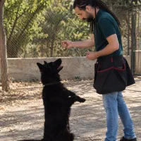 مربی سگ در تهران/آموزش سگ/تربیت تخصصی سگ در تهران|خدمات آموزشی|تهران, سعادت‌آباد|دیوار