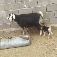 بزکهره دارجوان