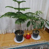 گل های زیبا قیمت مناسب