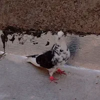 فروش کبوتر ماده پرشی