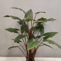 درختچه بابا آدم