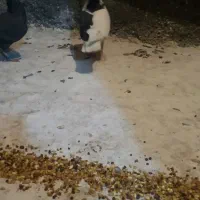 چپ سیاه شقه کاکلی