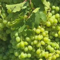 غوره درجه یک بش بهترین طعم و مزه