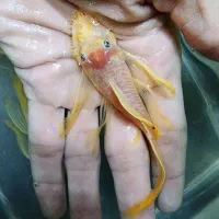 کت پوزه بوته ای بلو ایز سوپر باله