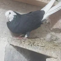 پرنده|پرنده|اردبیل, |دیوار