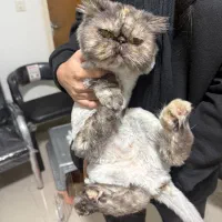 واگذاری رایگان گربه پرشین