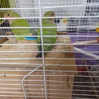 طوطی برزیلی