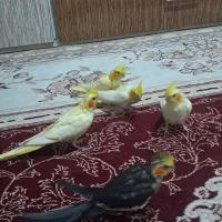 عروس هلندی با جوجه|پرنده|آشخانه, |دیوار