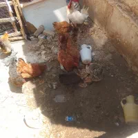 مرغ خانه گی تخزار