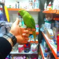 طوطی نر رام دستی سخنگو بازیگوش