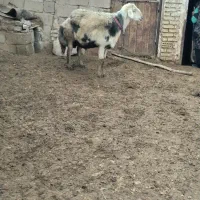 قوچ بروجردی