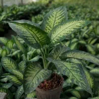 راهنمایی برای راه اندازی مغازه گل فروشی طبیعی