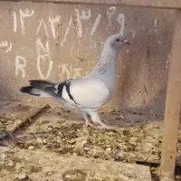 کفتر کبود شامی