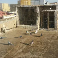 بخون داداش بعد|پرنده|تاکستان, |دیوار