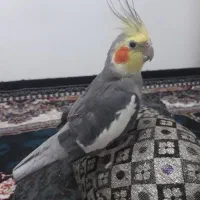 عروس هلندی نر همراه قفس وسایل تکمیل