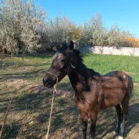 کره دوساله ترکمن|اسب و تجهیزات اسبسواری|شاهرود, |دیوار