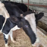 گاو هولشتاین 3ماه حامله|حیوانات مزرعه|چوبر, |دیوار