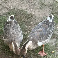 قو غاز ۸ماهه
