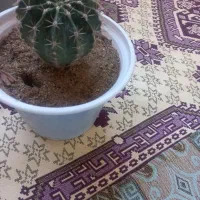 سه گلدان گل کاکتوس ویه گلدان گل گهواره ای|گل و گیاه طبیعی|شاهین دژ, |دیوار