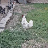 مرغ وخروس گلین لری