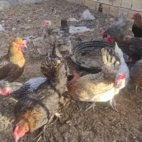 مرغ و خروس قهدریجان|حیوانات مزرعه|اصفهان, حسین‌آباد|دیوار