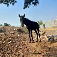 کره اسب مادیون|اسب و تجهیزات اسبسواری|میناب, |دیوار