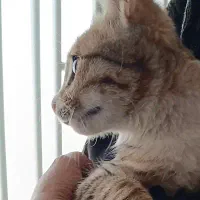 گربه|گربه|تربت جام, المهدی|دیوار