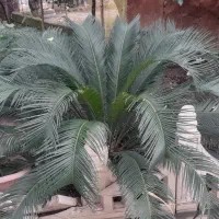 فروش گل شمشاد،علفی ،یال اسبی و سیکاس و پالم ، آگاو