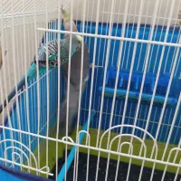 مرغ عشق و عروس هلندی|پرنده|سنندج, |دیوار