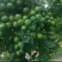 کودمایع بمب وارداتی(مولتی ویتامین)قیمت قدیم|خدمات باغبانی و درختکاری|تهران, تهرانسر غربی|دیوار
