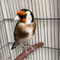 سهره جفتی|پرنده|رشت, یخسازی|دیوار