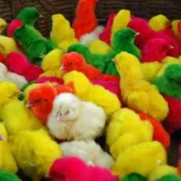 جوجه رنگی یکی دو روزه