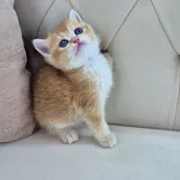 بریتیش گلد ny11|گربه|تهران, امجدیه (خاقانی)|دیوار