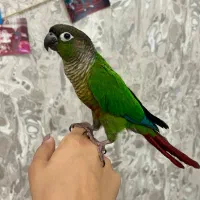 دو عدد طوطی گرینچیک