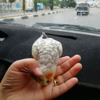 عروس هلندی سخن گو با قفس 1متری