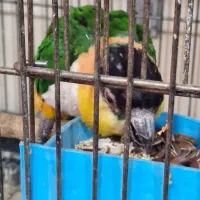 طوطی کایک نر پنج ساله|پرنده|تهران, جیحون|دیوار