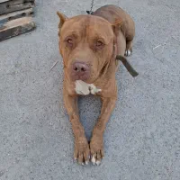 سگ پیت بول|سگ|مشهد, خین عرب|دیوار